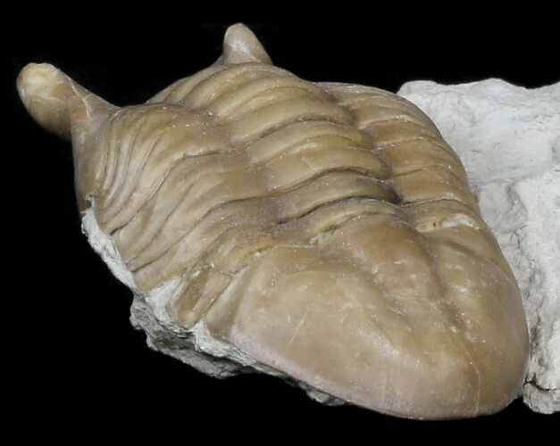 D, Asaphus Punctatus Trilobite - Russia #31298